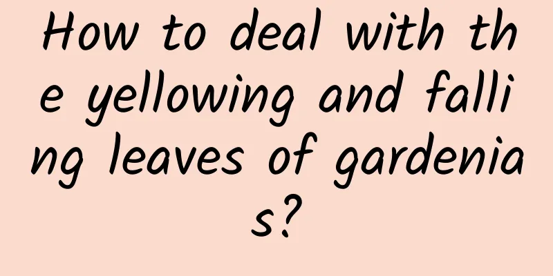 How to deal with the yellowing and falling leaves of gardenias?
