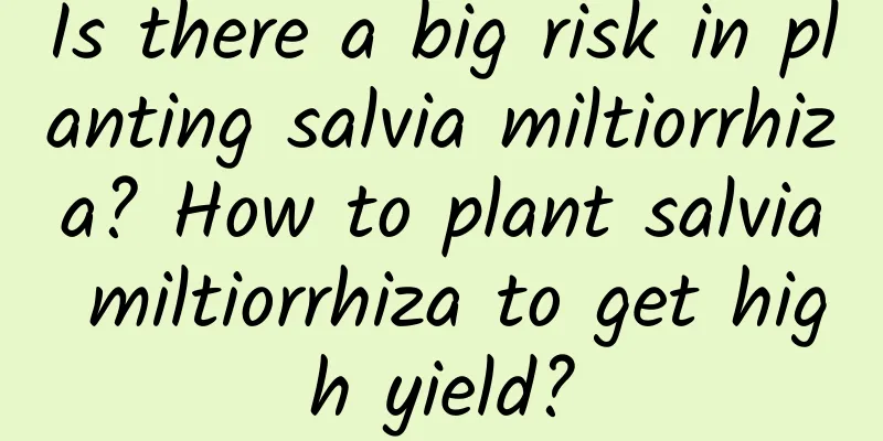 Is there a big risk in planting salvia miltiorrhiza? How to plant salvia miltiorrhiza to get high yield?