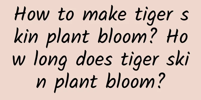 How to make tiger skin plant bloom? How long does tiger skin plant bloom?