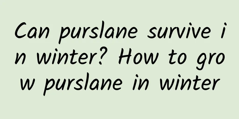 Can purslane survive in winter? How to grow purslane in winter