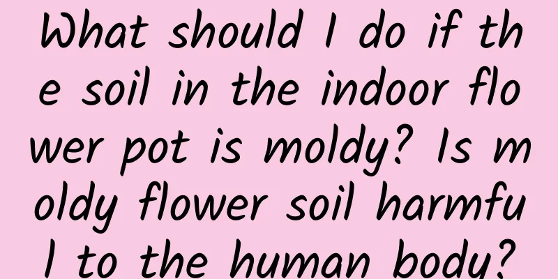 What should I do if the soil in the indoor flower pot is moldy? Is moldy flower soil harmful to the human body?