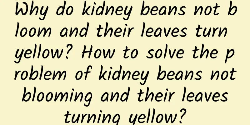 Why do kidney beans not bloom and their leaves turn yellow? How to solve the problem of kidney beans not blooming and their leaves turning yellow?
