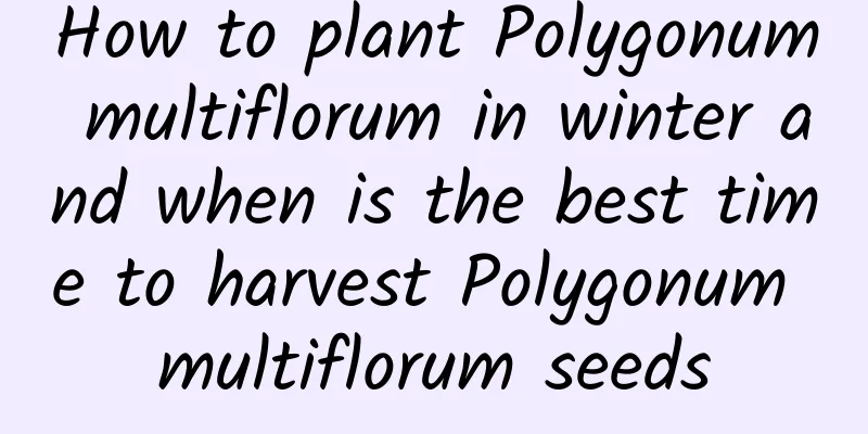 How to plant Polygonum multiflorum in winter and when is the best time to harvest Polygonum multiflorum seeds