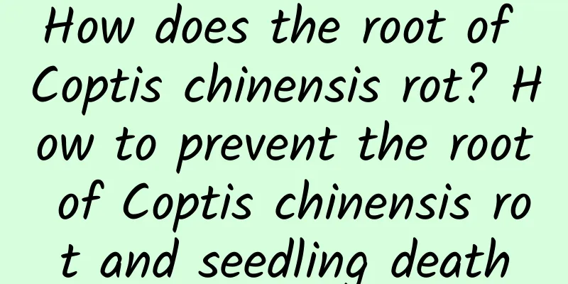 How does the root of Coptis chinensis rot? How to prevent the root of Coptis chinensis rot and seedling death