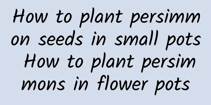 How to plant persimmon seeds in small pots How to plant persimmons in flower pots