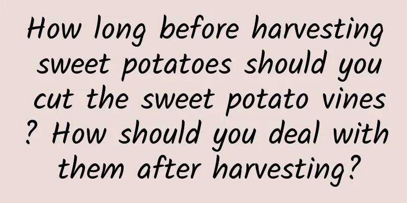 How long before harvesting sweet potatoes should you cut the sweet potato vines? How should you deal with them after harvesting?