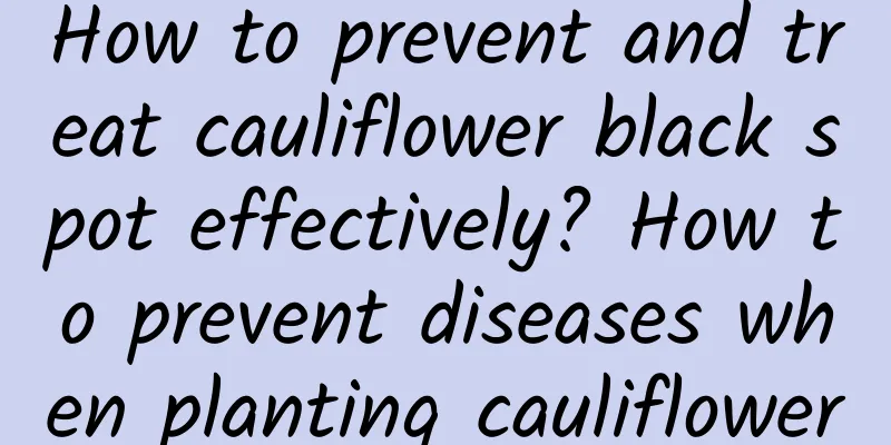 How to prevent and treat cauliflower black spot effectively? How to prevent diseases when planting cauliflower