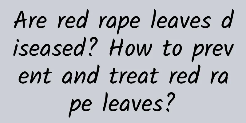 Are red rape leaves diseased? How to prevent and treat red rape leaves?