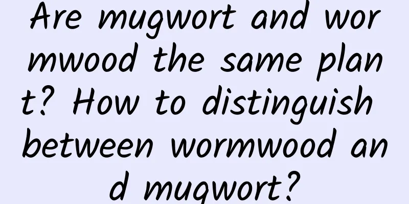 Are mugwort and wormwood the same plant? How to distinguish between wormwood and mugwort?