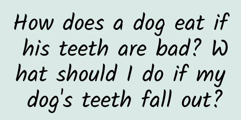 How does a dog eat if his teeth are bad? What should I do if my dog's teeth fall out?