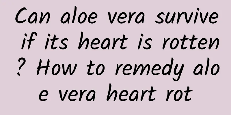 Can aloe vera survive if its heart is rotten? How to remedy aloe vera heart rot