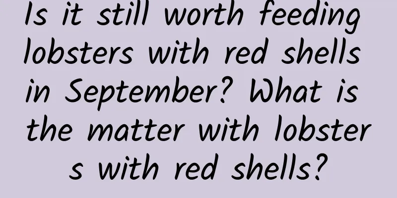 Is it still worth feeding lobsters with red shells in September? What is the matter with lobsters with red shells?