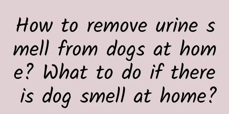 How to remove urine smell from dogs at home? What to do if there is dog smell at home?
