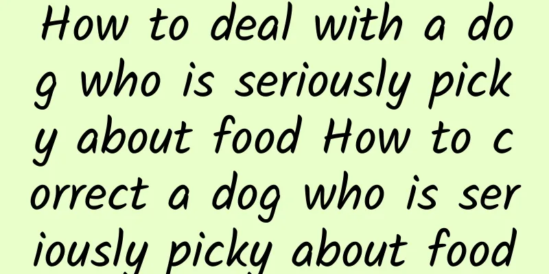 How to deal with a dog who is seriously picky about food How to correct a dog who is seriously picky about food