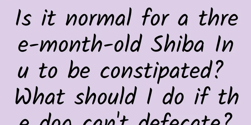 Is it normal for a three-month-old Shiba Inu to be constipated? What should I do if the dog can't defecate?