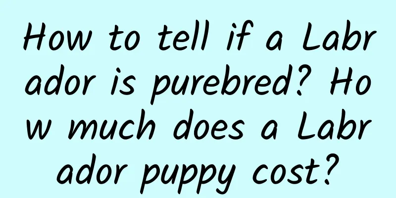How to tell if a Labrador is purebred? How much does a Labrador puppy cost?