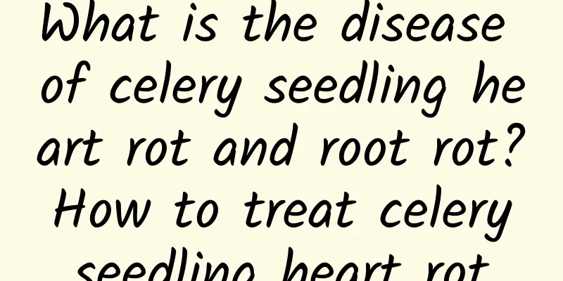 What is the disease of celery seedling heart rot and root rot? How to treat celery seedling heart rot