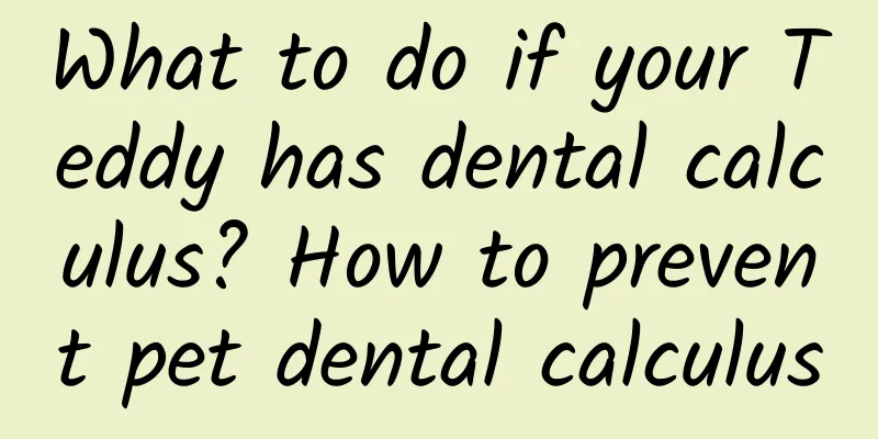What to do if your Teddy has dental calculus? How to prevent pet dental calculus