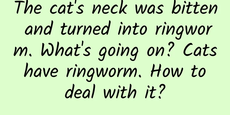 The cat's neck was bitten and turned into ringworm. What's going on? Cats have ringworm. How to deal with it?