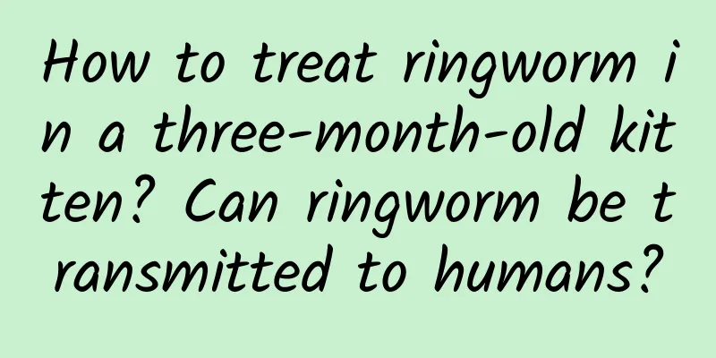 How to treat ringworm in a three-month-old kitten? Can ringworm be transmitted to humans?