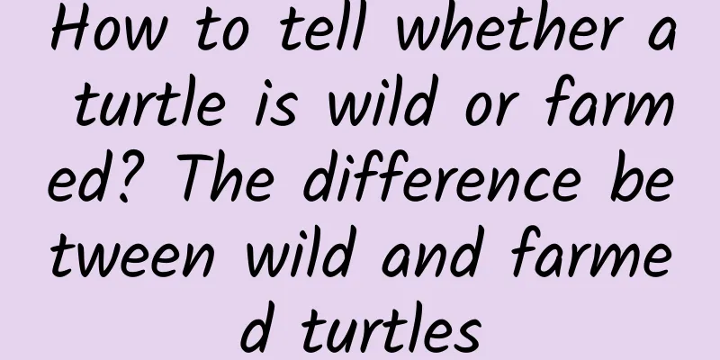 How to tell whether a turtle is wild or farmed? The difference between wild and farmed turtles